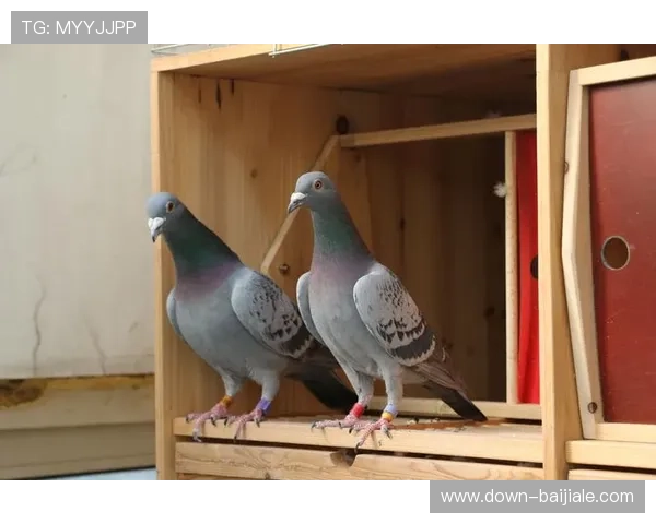 真人ag首充优惠活动全面解析助你轻松享受高额返利体验 真人ag首充优惠活动全面解析助你轻松享受高额返利体验